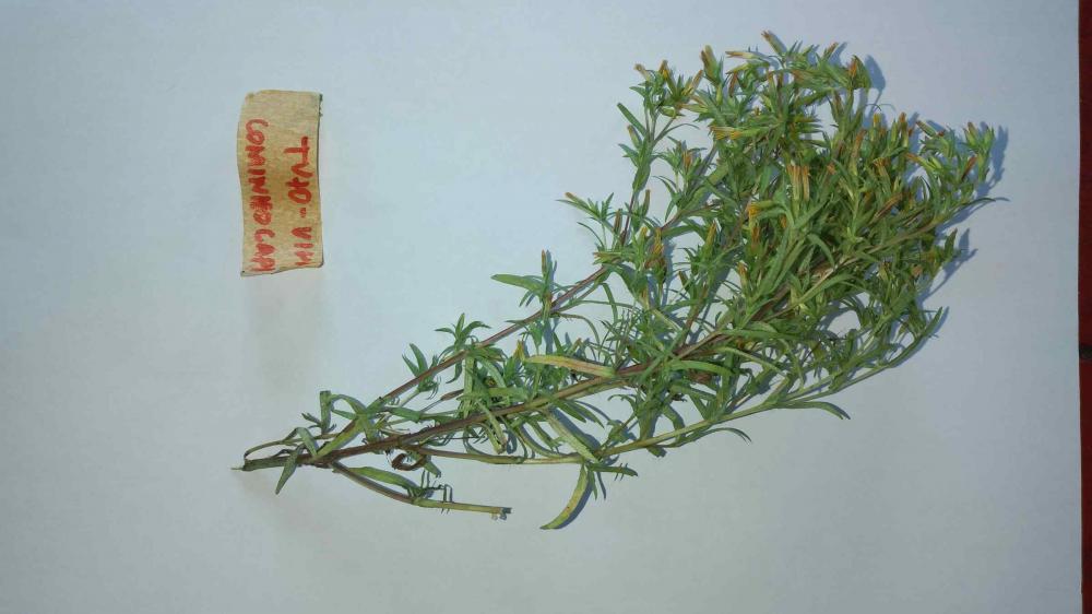 Governo do AM incentiva pesquisa sobre plantas medicinais em comunidades tradicionais do Médio Solimões