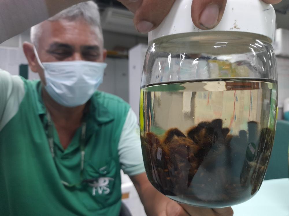 Cheia dos rios: Saúde alerta para prevenção a acidentes com animais peçonhentos no Amazonas