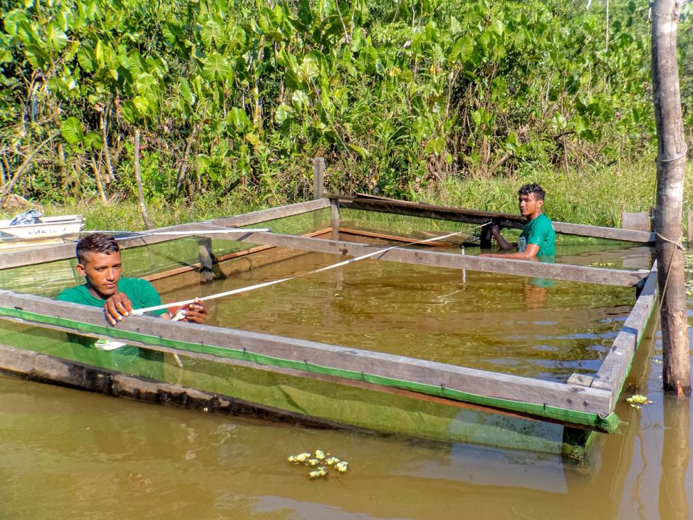 Pesquisa apoiada pelo Governo do Amazonas capacita sobre manejo alimentar de quelônios