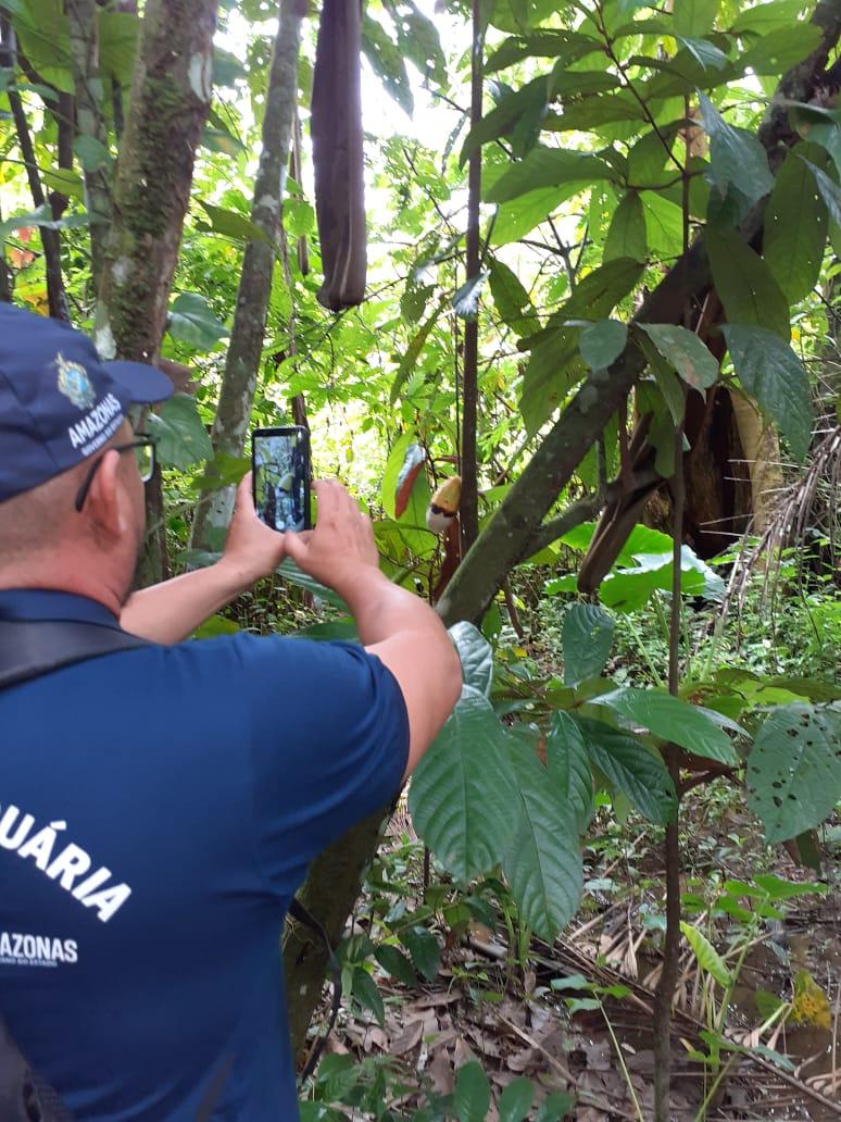 Adaf intensifica ações de educação sanitária sobre foco de monilíase no estado