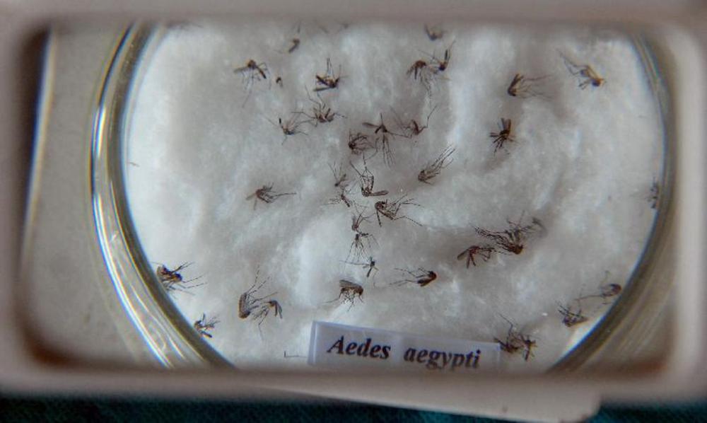 Casos de dengue em Manaus tem redução de 70% em 2022, diz prefeitura