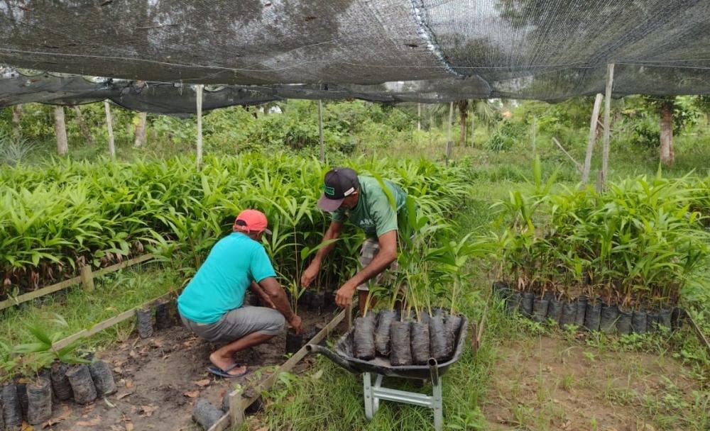 Em Parintins, Idam pretende distribuir 14 mil mudas de açaí a agricultores familiares