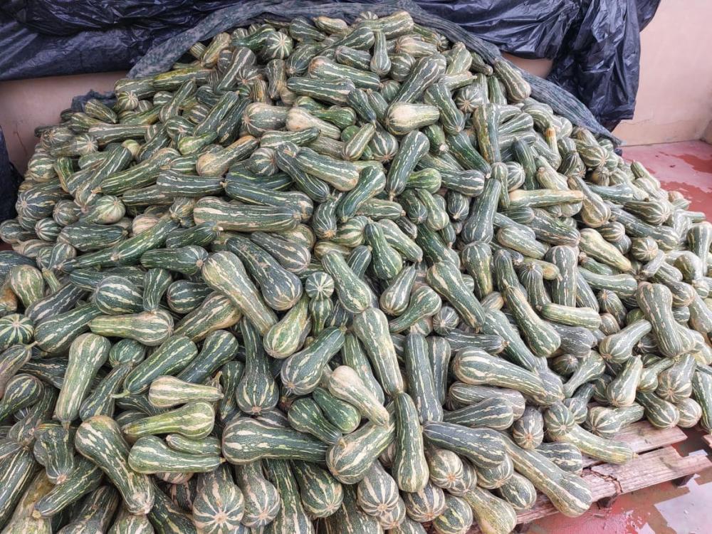 ADS auxilia no escoamento de 5,8 toneladas de abobrinha-paulista