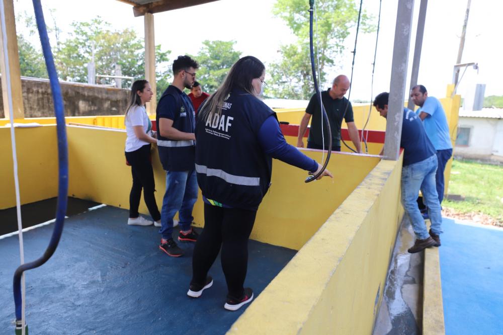 Adaf certifica abatedouro de suínos e operação inicia em março