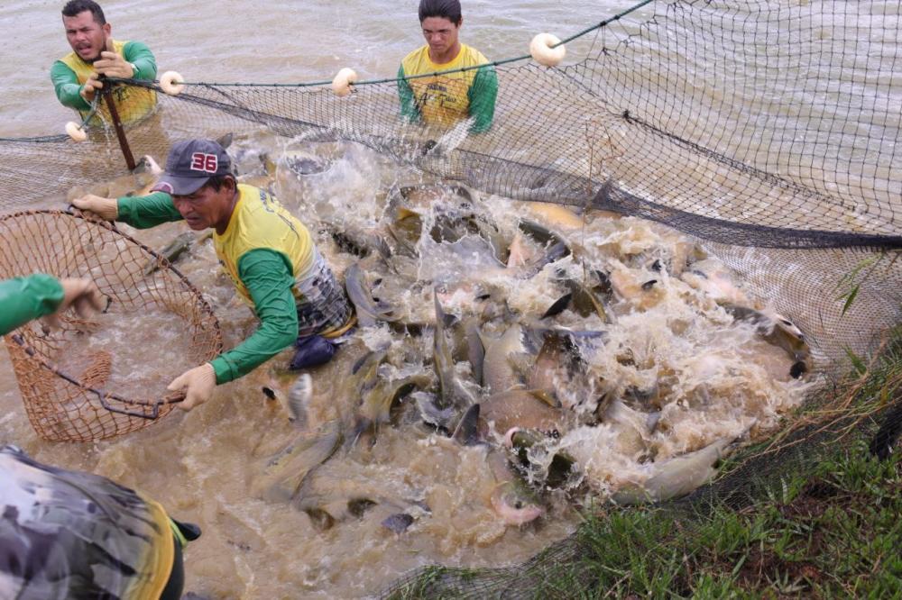 Piscicultura ganha impulso no interior com apoio do Governo do Amazonas