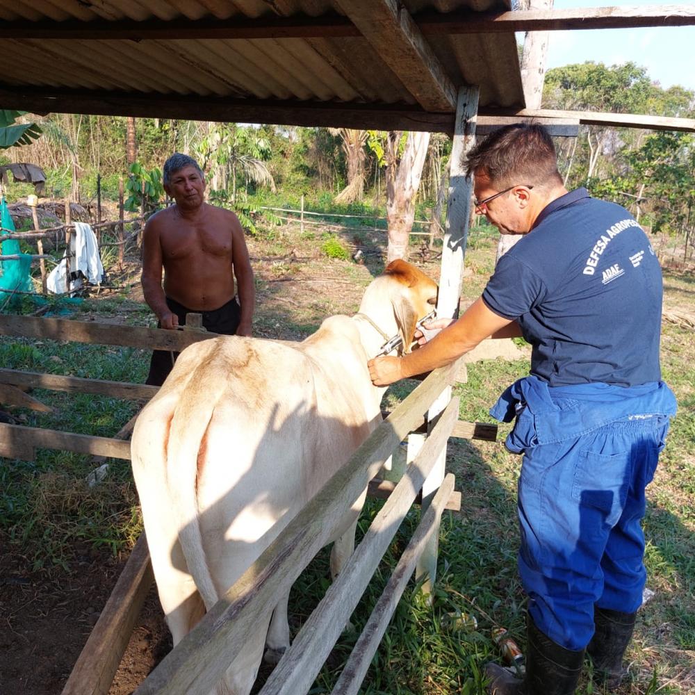 Governo do Amazonas recebe vacinas para Campanha contra Febre Aftosa