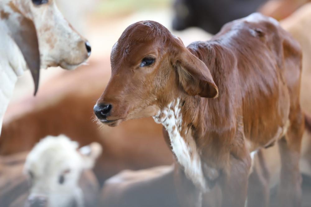 Termina hoje prazo para atualização cadastral de animais e notificação das vacinações da febre aftosa e brucelose 