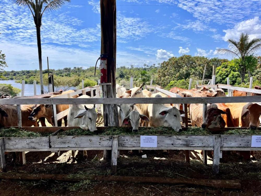Mais Pecuária Brasil: Governo do Amazonas realiza inseminação artificial em animais bovinos de Barreirinha