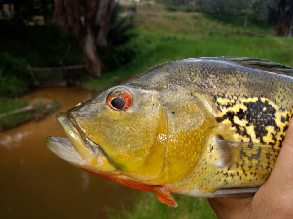 Sepror executa atividade de Ordenamento Pesqueiro no município de Nhamundá
