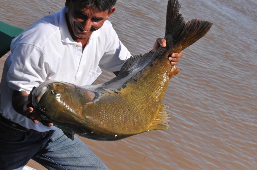 Tambaqui entra no período de defeso reprodutivo até março de 2024