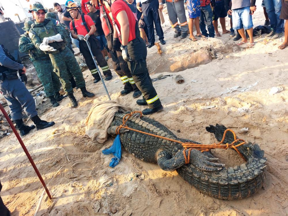 Polícia Militar do Amazonas resgata jacaré na Manaus Moderna