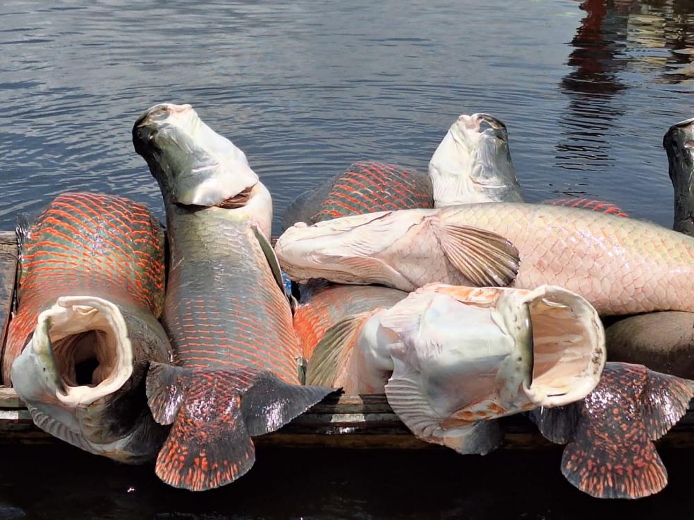 Suframa e Ibama se unem pela conservação e uso sustentável da fauna amazônica com ênfase no pirarucu 