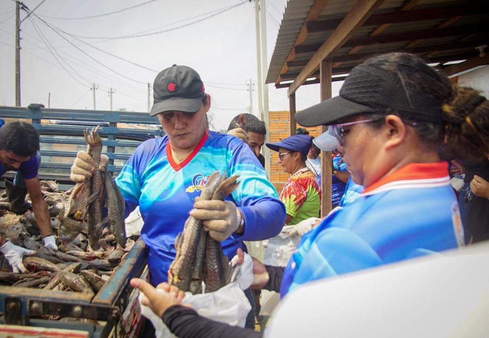 Prefeitura entrega sete toneladas de pescado a cerca de 5 mil famílias, em Parintins