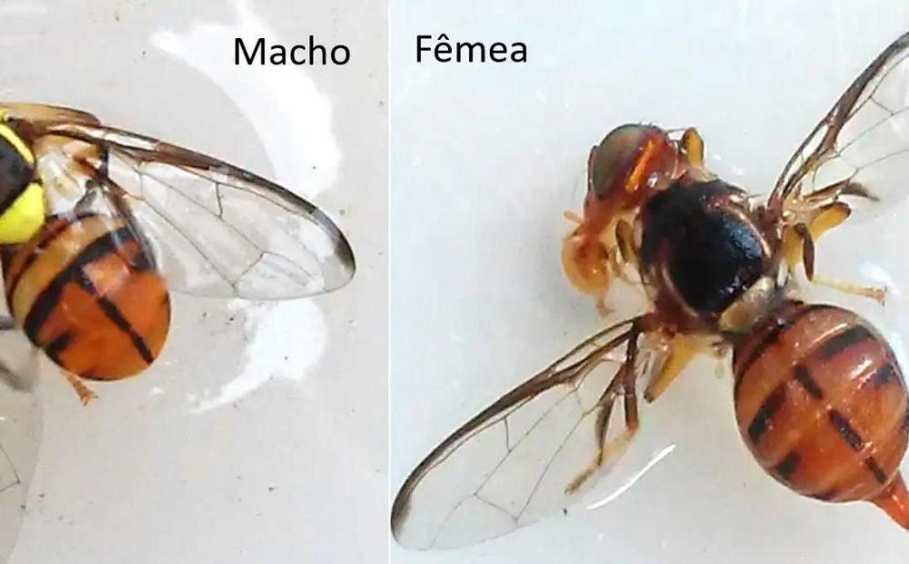 Amazonas não tem ocorrência da praga da Mosca-da-Carambola, diz Adaf