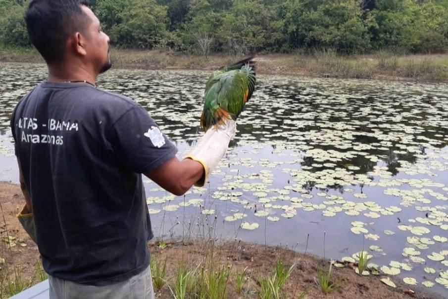 No Amazonas, animais passam por tratamento e reabilitação antes da soltura