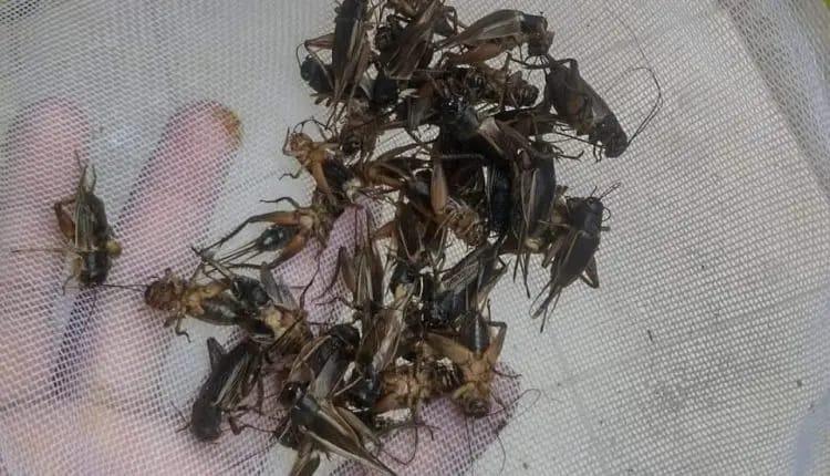 Invasão de grilos em Parintins pode estar associada ao desmatamento na cidade, dizem pesquisadores