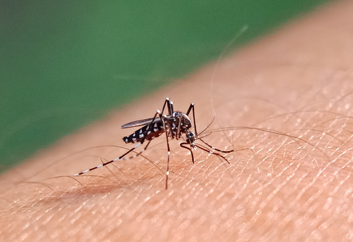 Ministério da Saúde abre consulta pública sobre incorporação de vacina contra a dengue no SUS