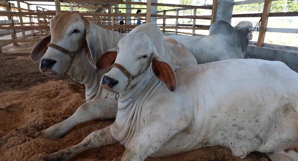 Pecuaristas de 13 municípios do Amazonas têm até sexta-feira para declarar rebanho
