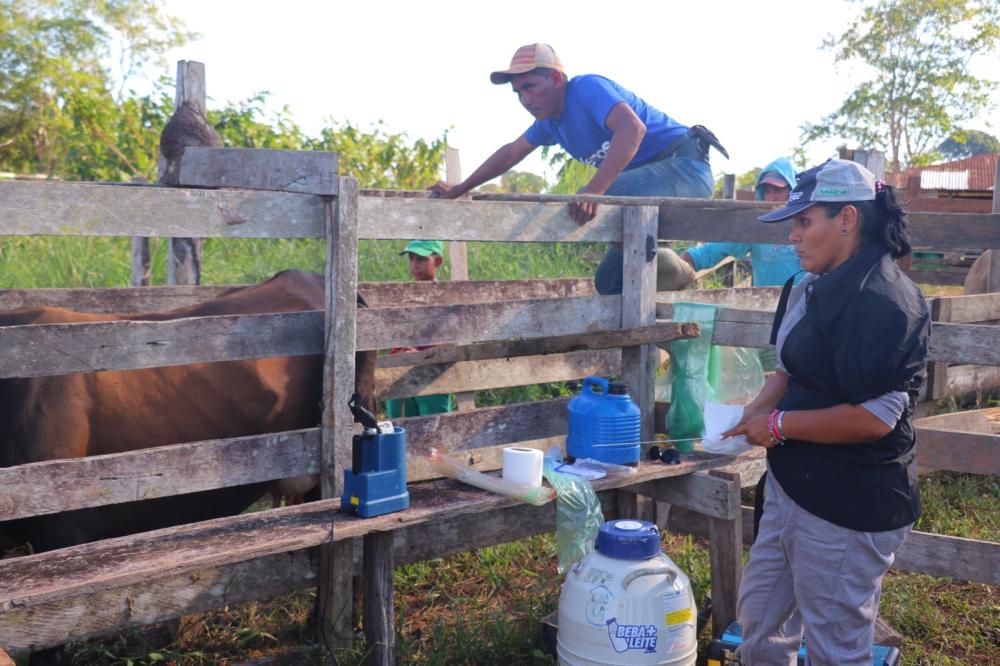 Idam anuncia inscrições para projeto de inseminação de bovinos em Itacoatiara