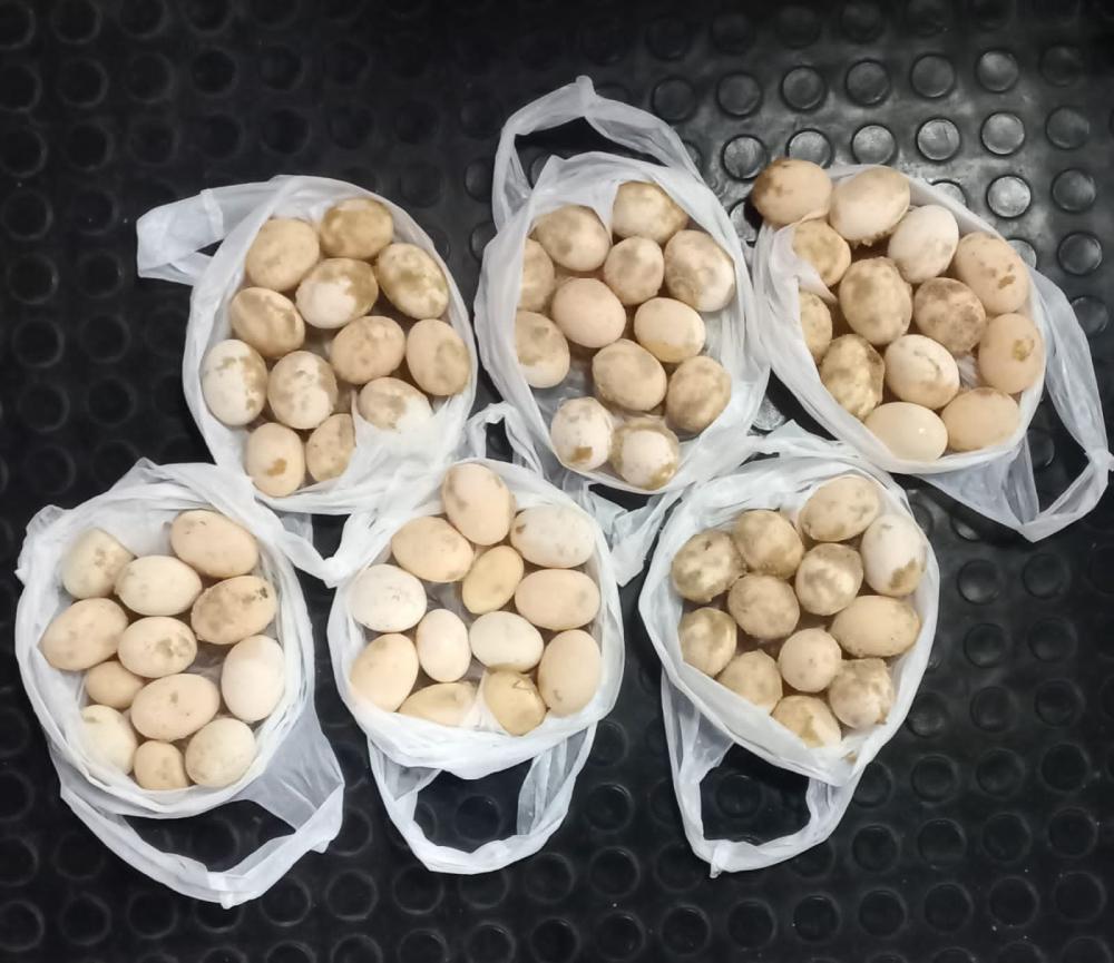 Policiais militares apreendem ovos de tartaruga e quelônios em embarcação