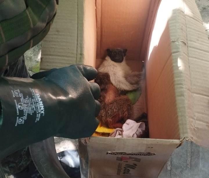 Batalhão Ambiental da PMAM resgatou um sauim-de-coleira após o animal sofrer uma descarga elétrica