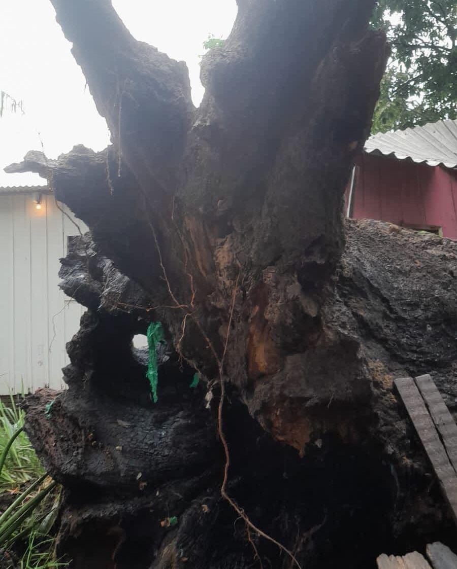 Em Parintins, Corpo de Bombeiros registra três ocorrências envolvendo queda de árvores 