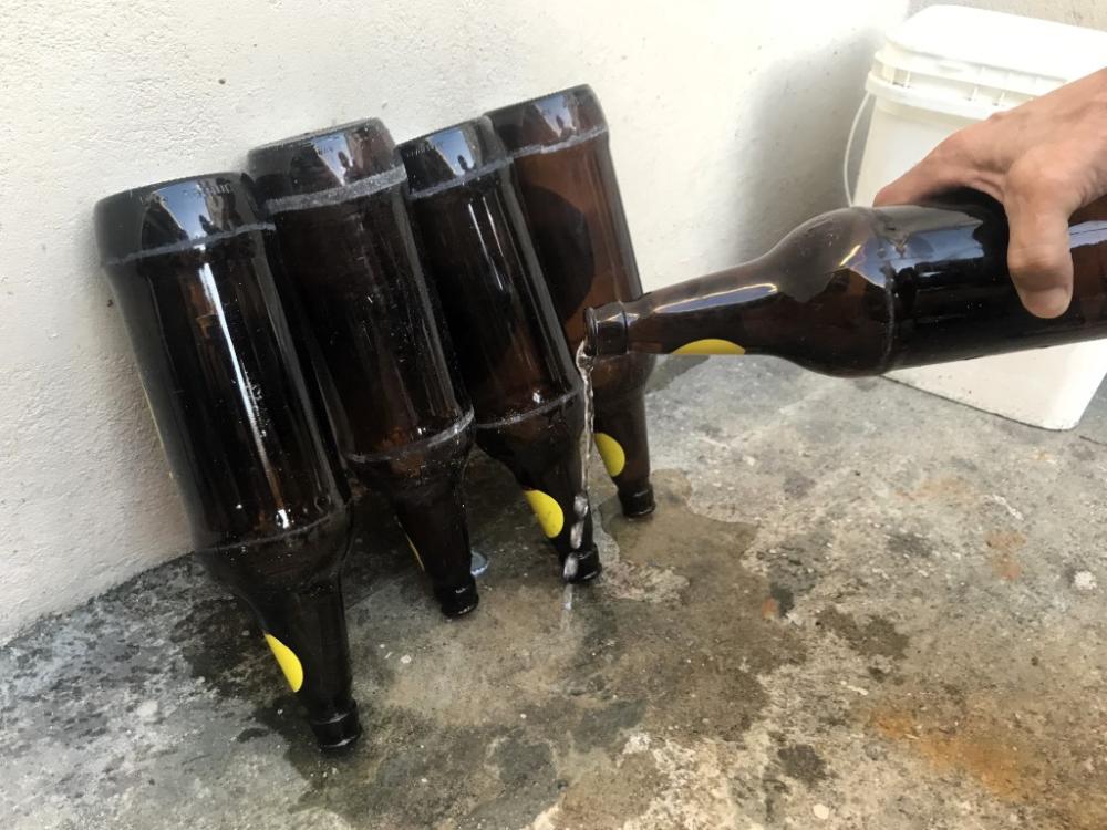 Eliminação de criadouros para mosquitos é a principal estratégia para prevenir a dengue