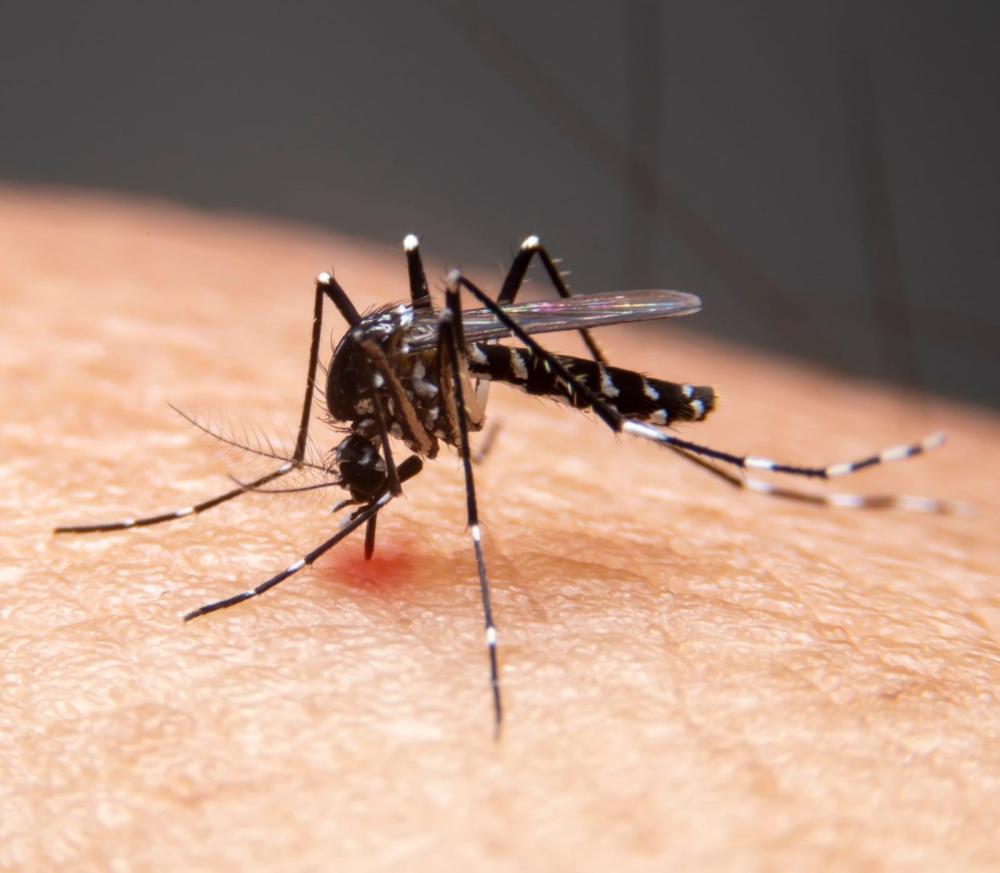 Ministros de Lula se unem em vídeo para combate à dengue no Brasil