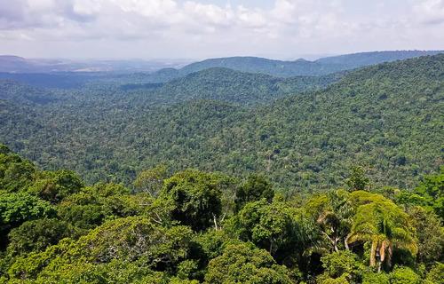 Desmatamento na Amazônia cai pelo 10º mês seguido , e cenário contribui para economia sustentável 