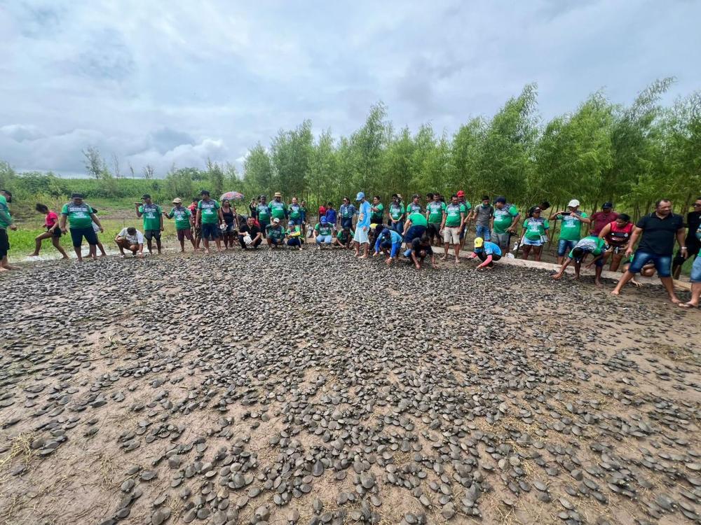 Mais de 90 mil filhotes de quelônios são devolvidos à natura em Nhamundá (AM)