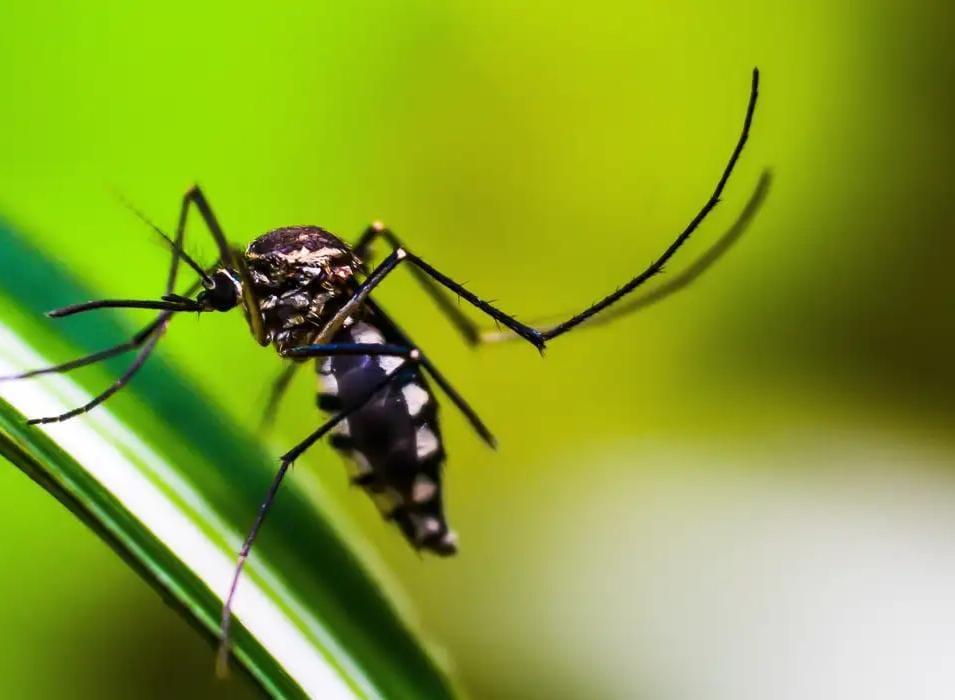 Dengue: Anvisa vai priorizar registro de dispositivos para diagnóstico