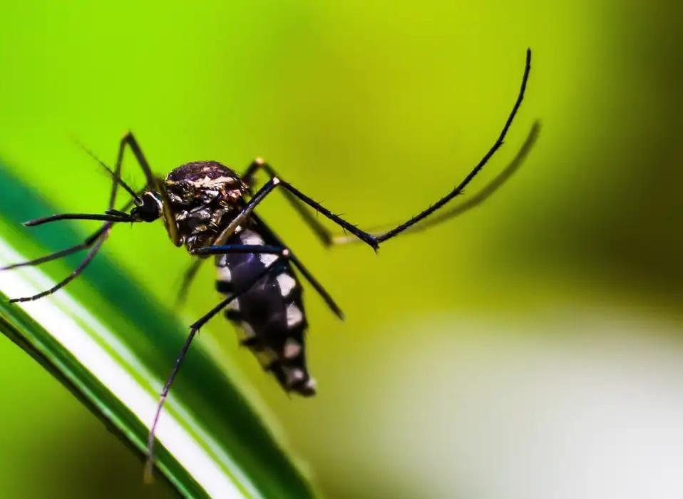 Dengue: Brasil tem mais de mil mortes confirmadas ou em investigação