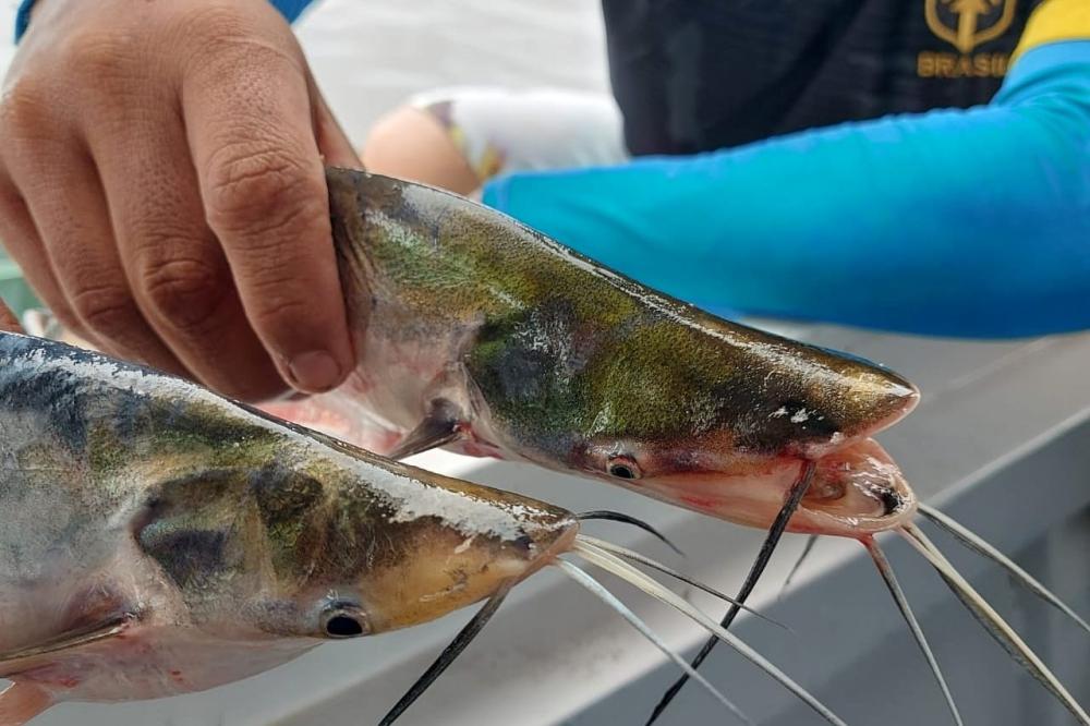 Sepror realiza prospecção e elaboração de regras para a 1ª pesca ordenada do Mapará, em Boa Vista do Ramos