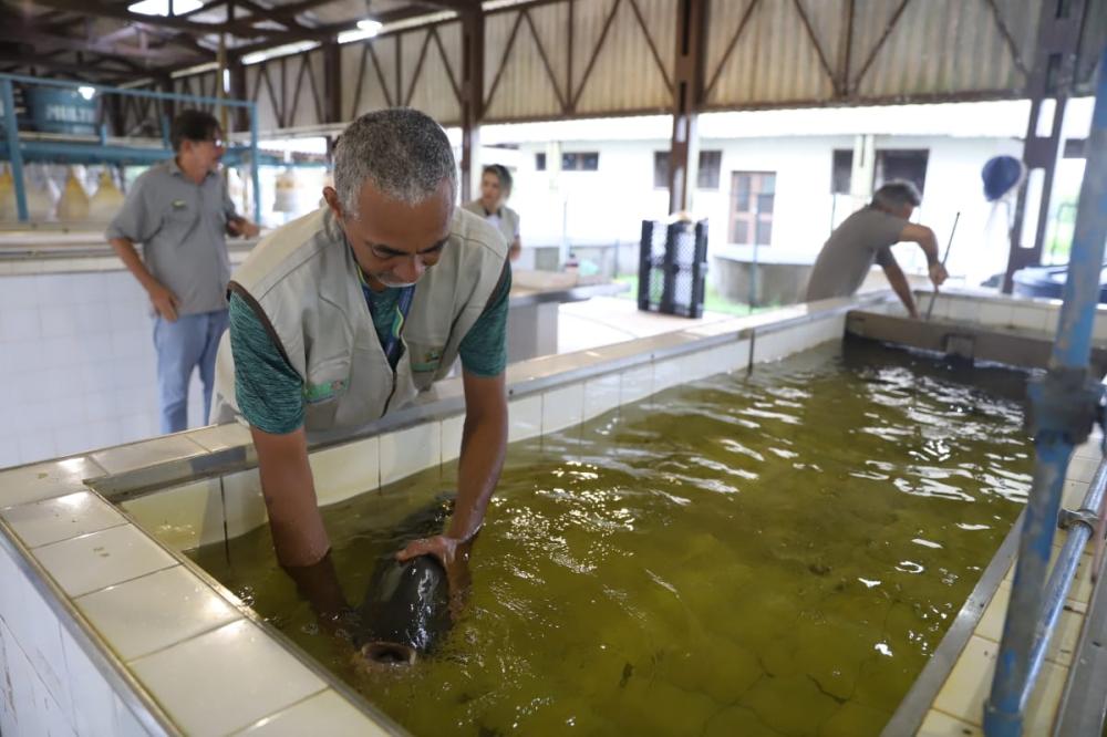 Dia da Aquicultura: Sepror atende 500 piscicultores com entregas de alevinos e pós-larvas no primeiro trimestre de 2024