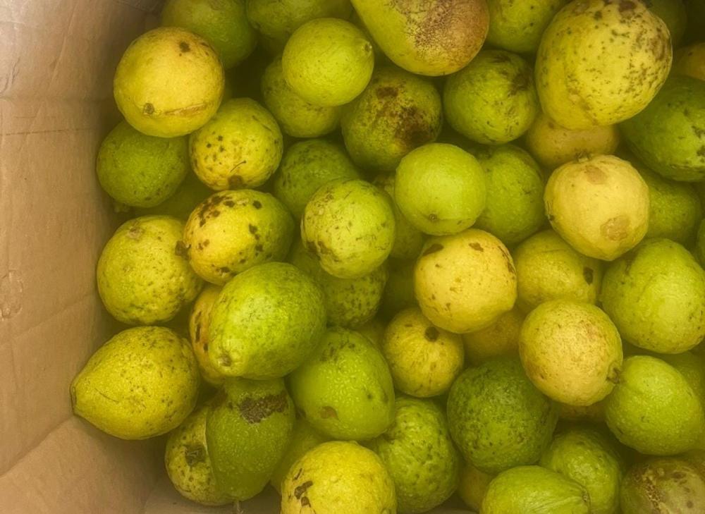 Adaf apreende carregamento irregular de frutas no Porto de Parintins