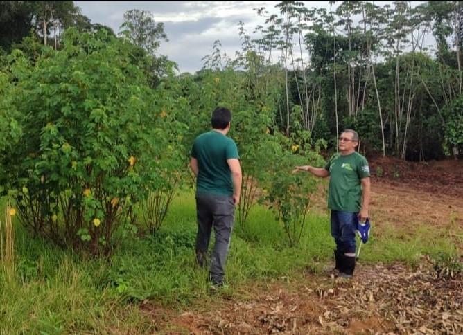 Manacapuru: Idam retoma atividades em Unidade Demonstrativa de produção de sementes de malva
