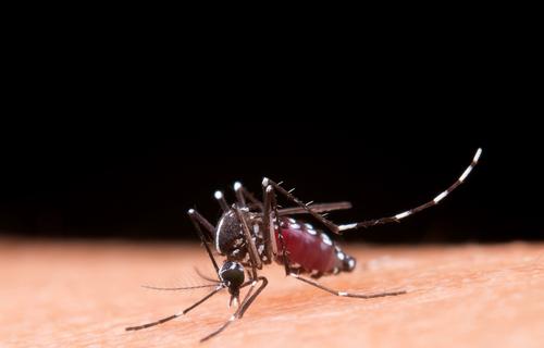 Dengue: tendência é de redução de casos no país, apontam dados do Ministério da Saúde