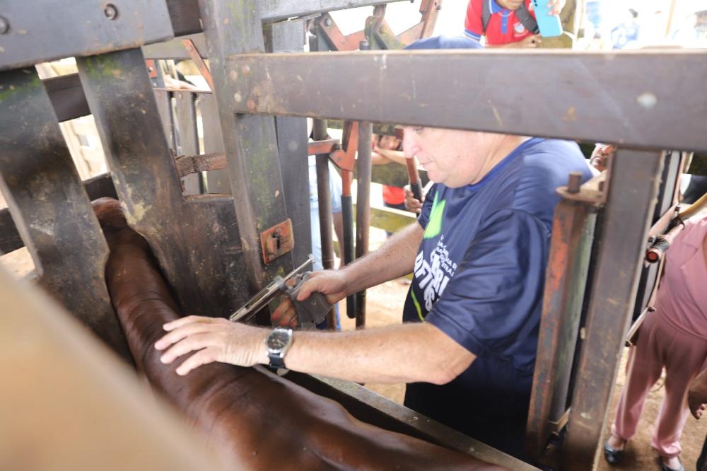 Última semana: Governo do Amazonas alerta para o fim da vacinação da febre aftosa