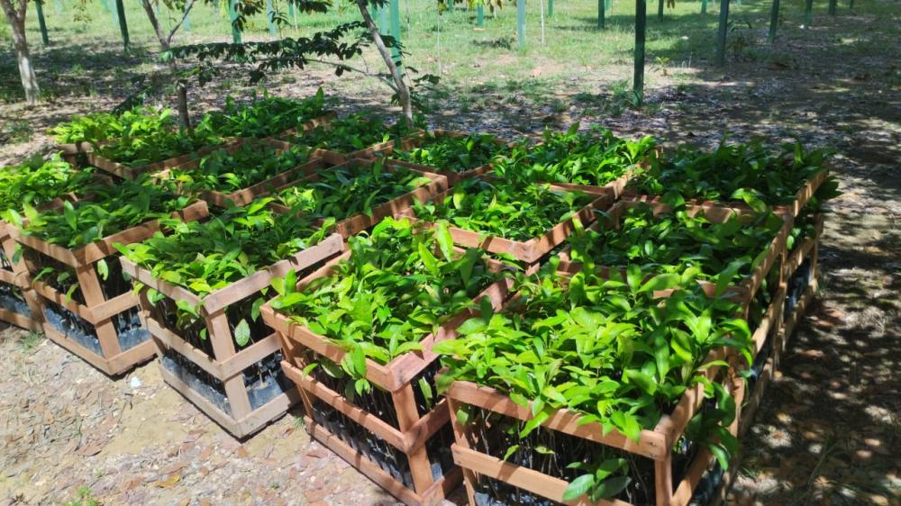 Agricultores de Itapiranga vão receber 1,5 mil mudas de castanha-do-Brasil distribuídas pelo Governo do Amazonas
