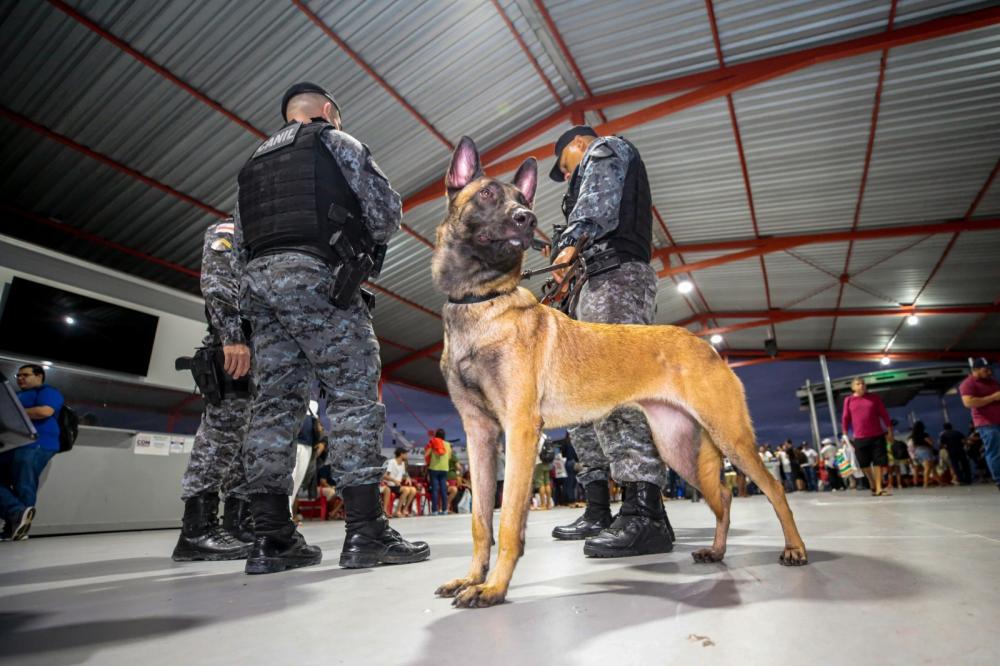 Cães de faro para narcóticos auxiliaram na apreensão de mais de meia tonelada de drogas em quatro meses