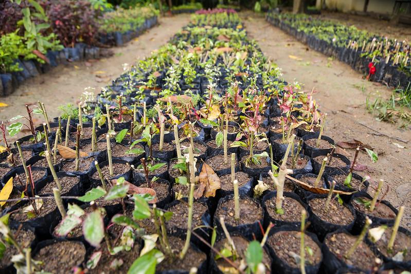 Prefeitura disponibiliza mais de 647 mil mudas de plantas para arborização e paisagismo em Manaus