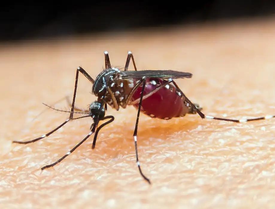 Malária: Brasil tem mais de 140 mil casos/ano; programa tem meta de eliminar doença até 2035