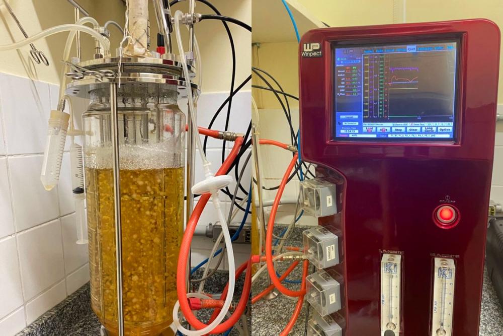 Estudo apoiado pelo Governo do Amazonas aponta bioativos de cogumelos para eliminar radicais livres e prevenir doenças