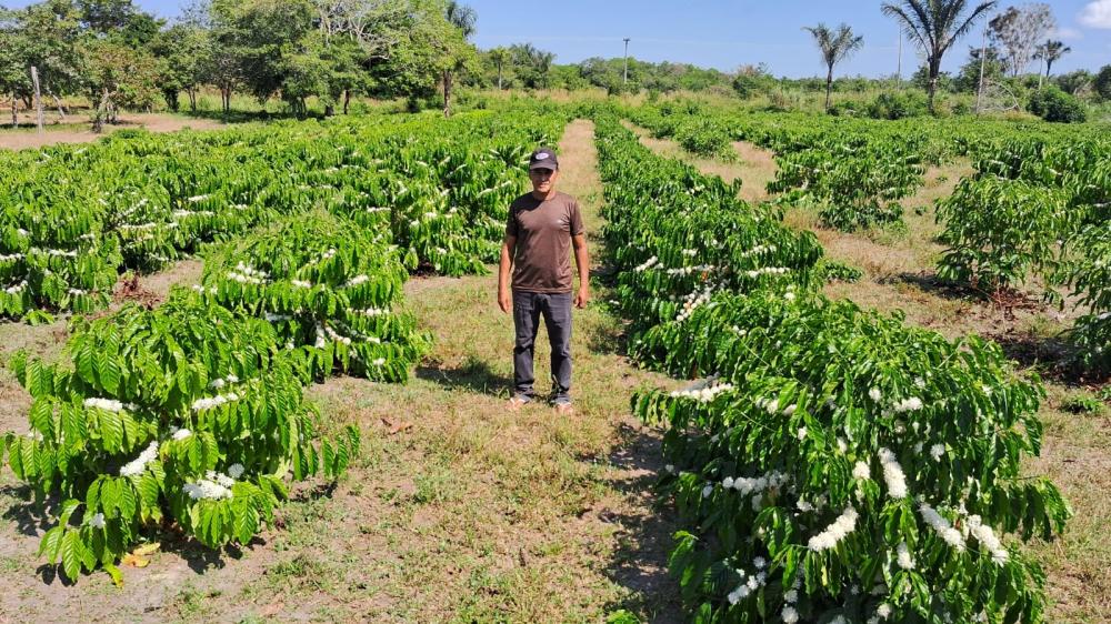 Com suporte do Idam, São Sebastião do Uatumã deve produzir 1,2 tonelada de café neste ano