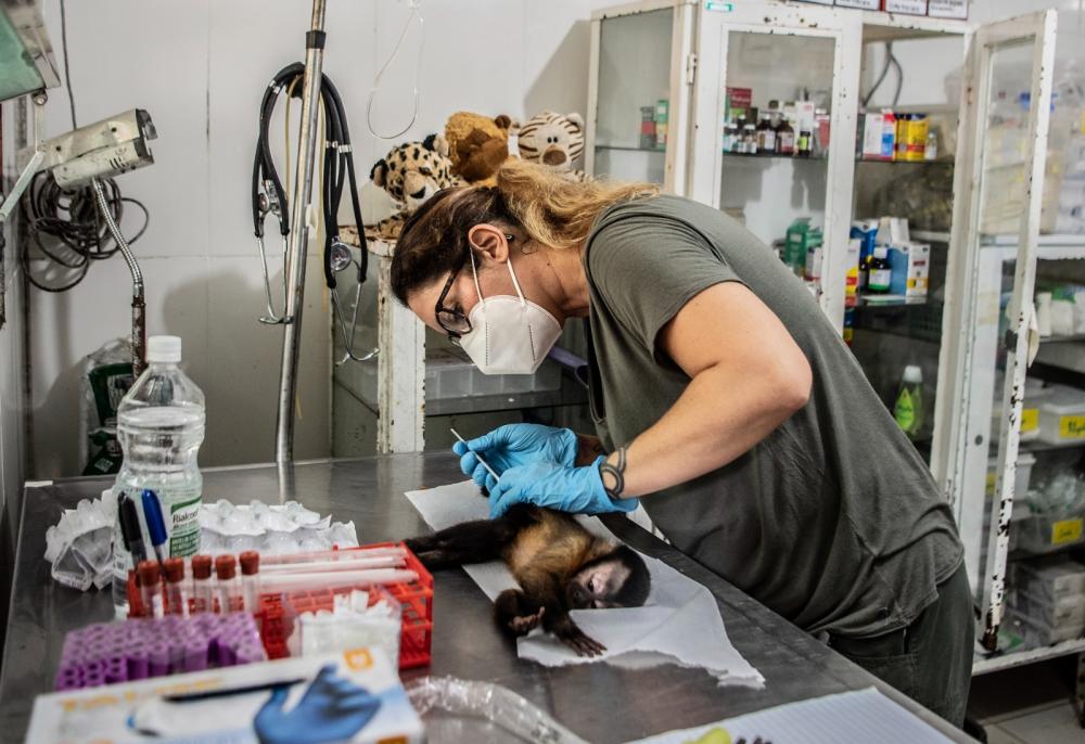 Pesquisa analisa parasitas encontrados no sauim-de-coleira quepodem transmitir doenças