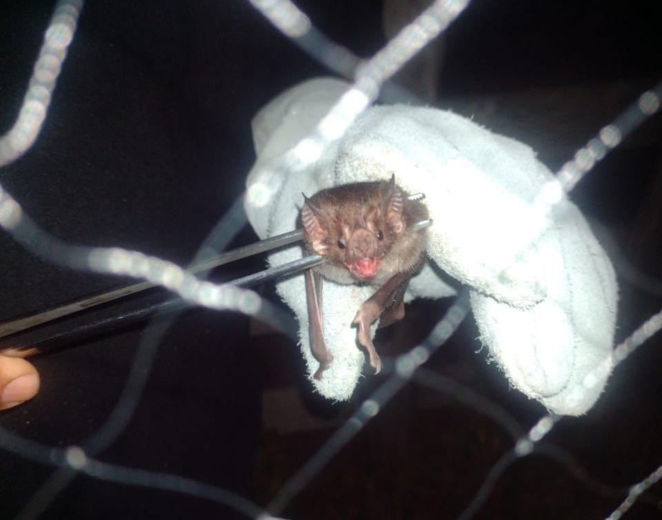 No Amazonas, campanha de vacinação contra a raiva dos herbívoros segue até novembro em seis municípios