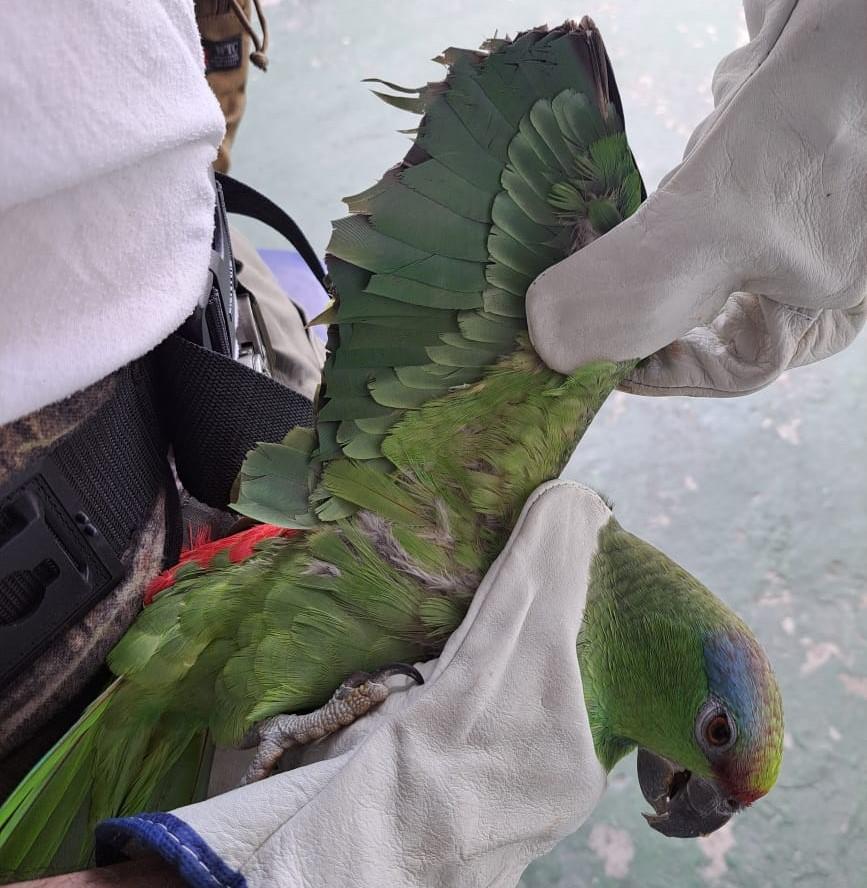 Operação Safari Amazônico: Ações de combate a crimes contra a fauna silvestre no Amazonas