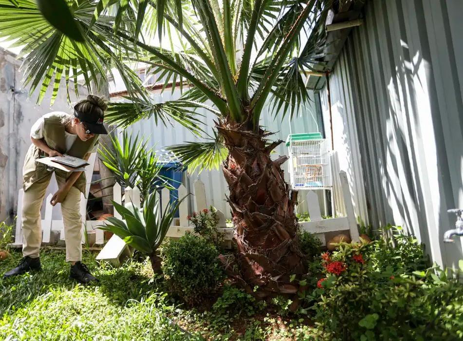 Prevenção de dengue deve ir além de mensagens sobre hábitos e cuidados