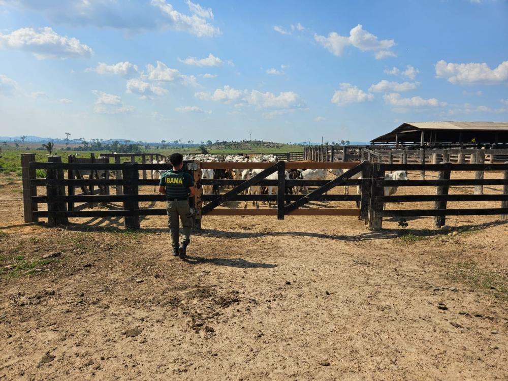 Frigoríficos compravam gado produzido em áreas embargadas, diz Ibama