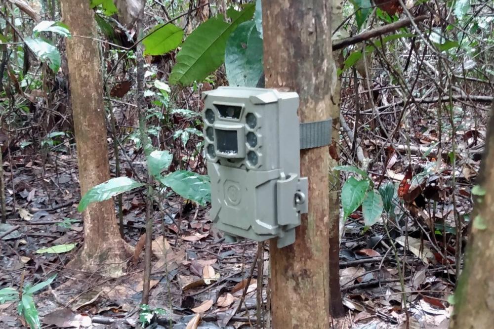 Pesquisa apoiada pelo Governo do Amazonas analisa manejo florestal de impacto reduzido em Itacoatiara